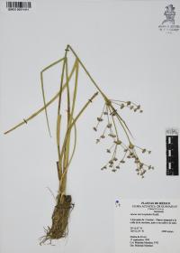 Juncus microcephalus image